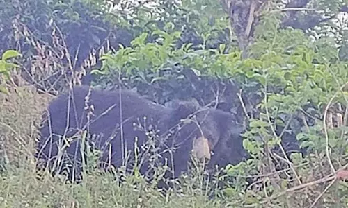 மாஞ்சோலை தேயிலை தோட்டத்தில் சுற்றித்திரியும் கரடி- சமூக வலைதளங்களில் வீடியோ வைரல்