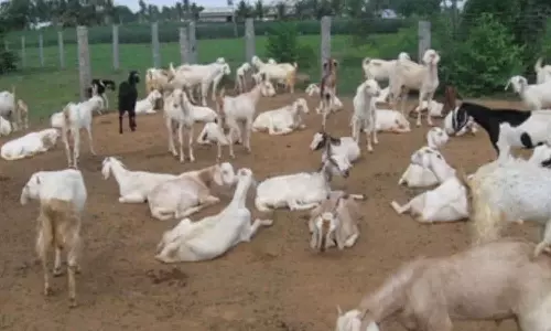 மக்கள் தொகையை மிஞ்சிய ஆடுகள்