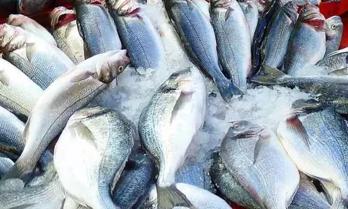 ஊட்டியில் 50 கிலோ கெட்டுப்போன மீன்கள் பறிமுதல்