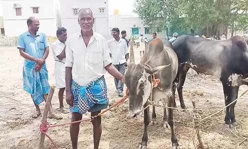 மாட்டுசந்தையில் உரிய விலை இல்லாததால் நாட்டு மாடு வளர்ப்போர் கவலை