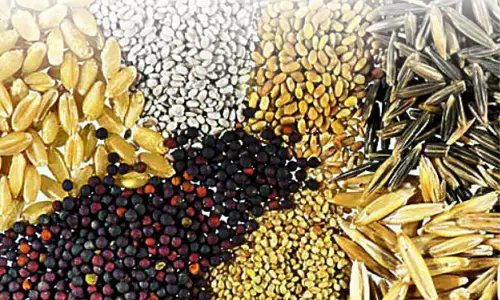 50 டன் விதைகள் கையிருப்பு