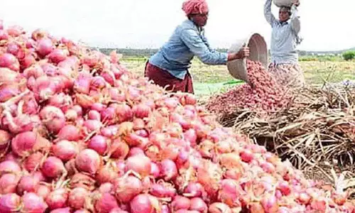 சின்னவெங்காயம் அறுவடை தொடக்கம்