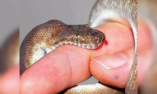 பாம்பு கடித்து விவசாயி பலி