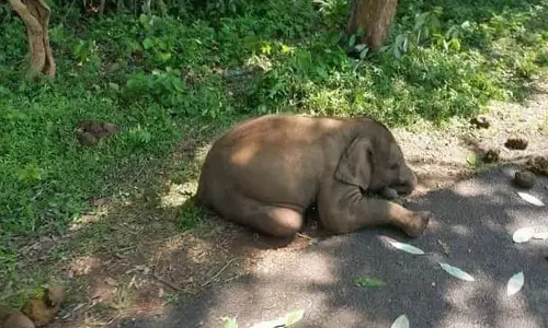 புளியரை அருகே குட்டி யானை திடீர் சாவு