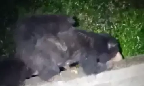 கோத்தகிரியில் 2 குட்டிகளுடன் உலா வந்த கரடிகள்