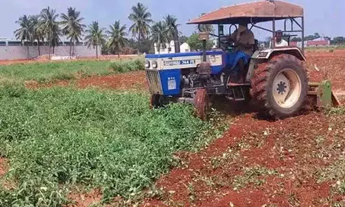 விலை வீழ்ச்சியால் பயிரிடப்பட்ட தக்காளியை டிராக்டர் மூலம் அழித்த விவசாயி