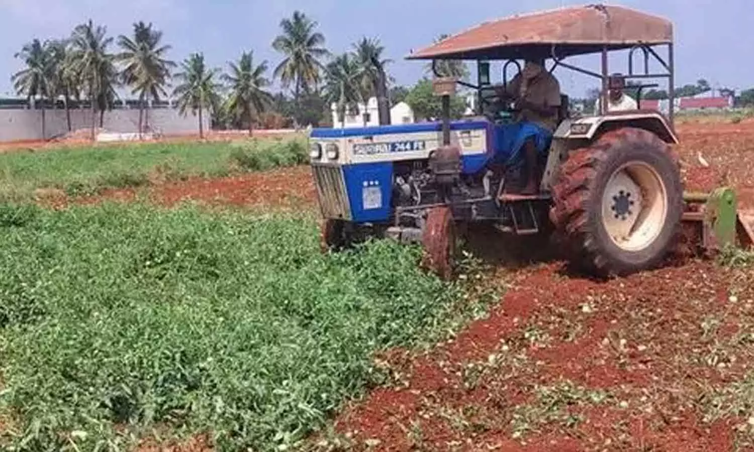 விலை வீழ்ச்சியால் பயிரிடப்பட்ட தக்காளியை டிராக்டர் மூலம் அழித்த விவசாயி விலை வீழ்ச்சியால் பயிரிடப்பட்ட தக்காளியை டிராக்டர் மூலம் அழித்த விவசாயி