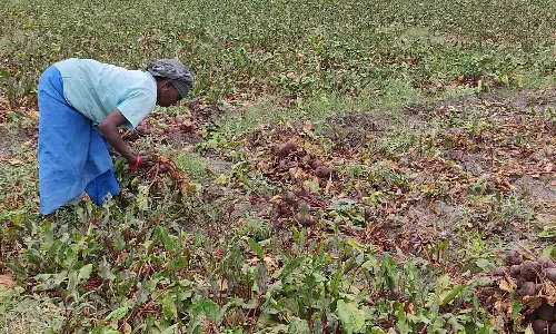 உடுமலையில் பீட்ரூட் அறுவடை பணி தீவிரம்