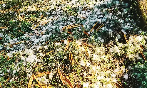 போடி: இலவங்காய் விளைச்சல் அதிகரித்தும் விலை இல்லாததால் வேதனை