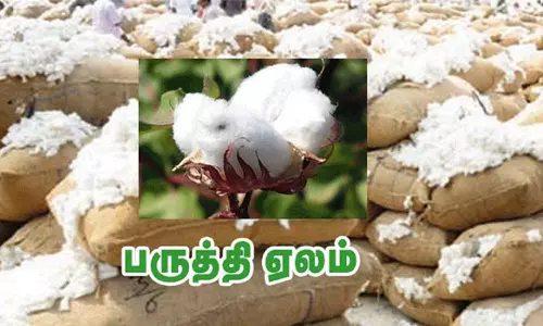 கொங்கணாபுரத்தில் ரூ. 75 லட்சத்துக்கு பருத்தி ஏலம்