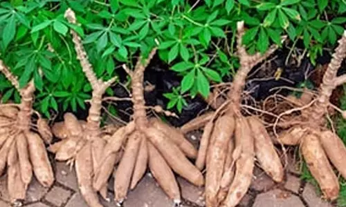 பரமத்திவேலூர் பகுதியில் வரத்து குறைவால் மரவள்ளி கிழங்கு விலை உயர்வு