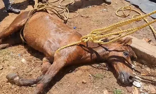 பள்ளத்தில் விழுந்த குதிரை உயிருடன் மீட்பு