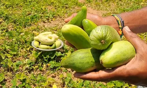 வெள்ளரி சாகுபடி பணிகள் மும்முரம்