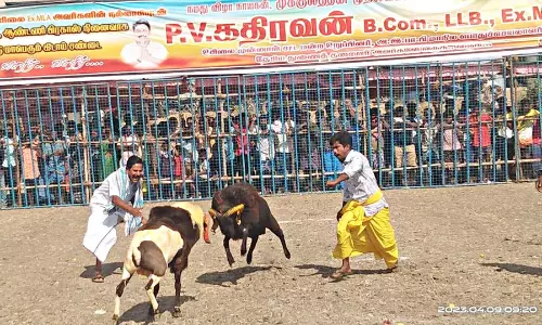 கிடா முட்டு சண்டை