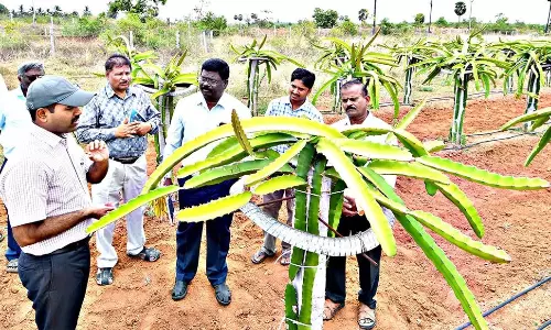 வேளாண் திட்டங்கள் குறித்து கலெக்டர் ஆய்வு