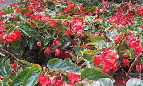 ஊட்டி கர்நாடக பூங்காவில் சுற்றுலா பயணிகளை கவரும் வண்ண மலர்கள்