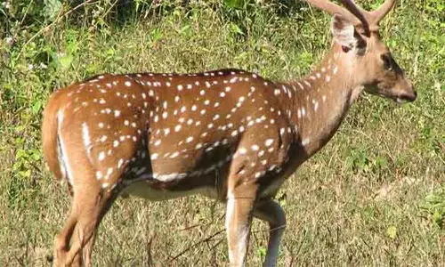தண்ணீர் தேடி ஊருக்குள் புகுந்த மான்