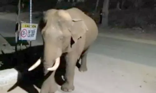 மேட்டுப்பாளையம் அருகே பாகுபலி யானையை போல்  உலா வரும் 2 யானைகள்