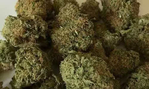 மாட்டுத்தாவணி பஸ் நிலையத்தில் 8 கிலோ கஞ்சா பறிமுதல்