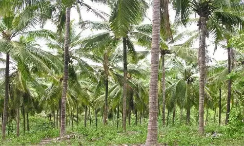 தென்னை மரங்களுக்கு உள்சாய்வு வட்டவடிவ பாத்தி அமைக்கலாம் - வேளாண் பல்கலைக்கழகம் அறிக்கை