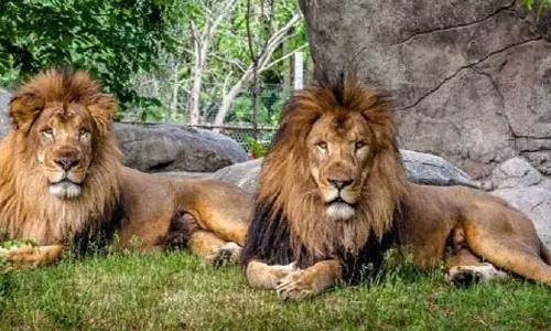 வண்டலூர் பூங்காவில் மீண்டும் சிங்கங்களை பார்க்க ஏற்பாடு