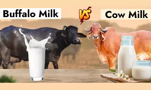 பசும்பால்-எருமைபால் வித்தியாசம்