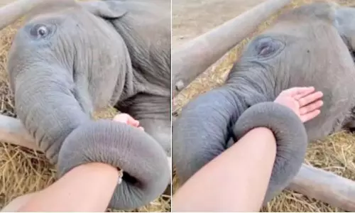 பராமரிப்பாளரின் கையை பிடித்து கொண்டிருக்கும் குட்டி யானையின் வீடியோ