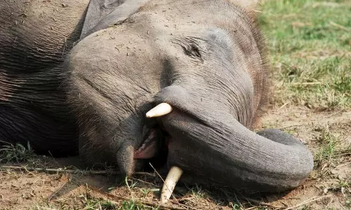 ஒடிசாவில் எக்ஸ்பிரஸ் ரெயில் மோதி யானை பலி