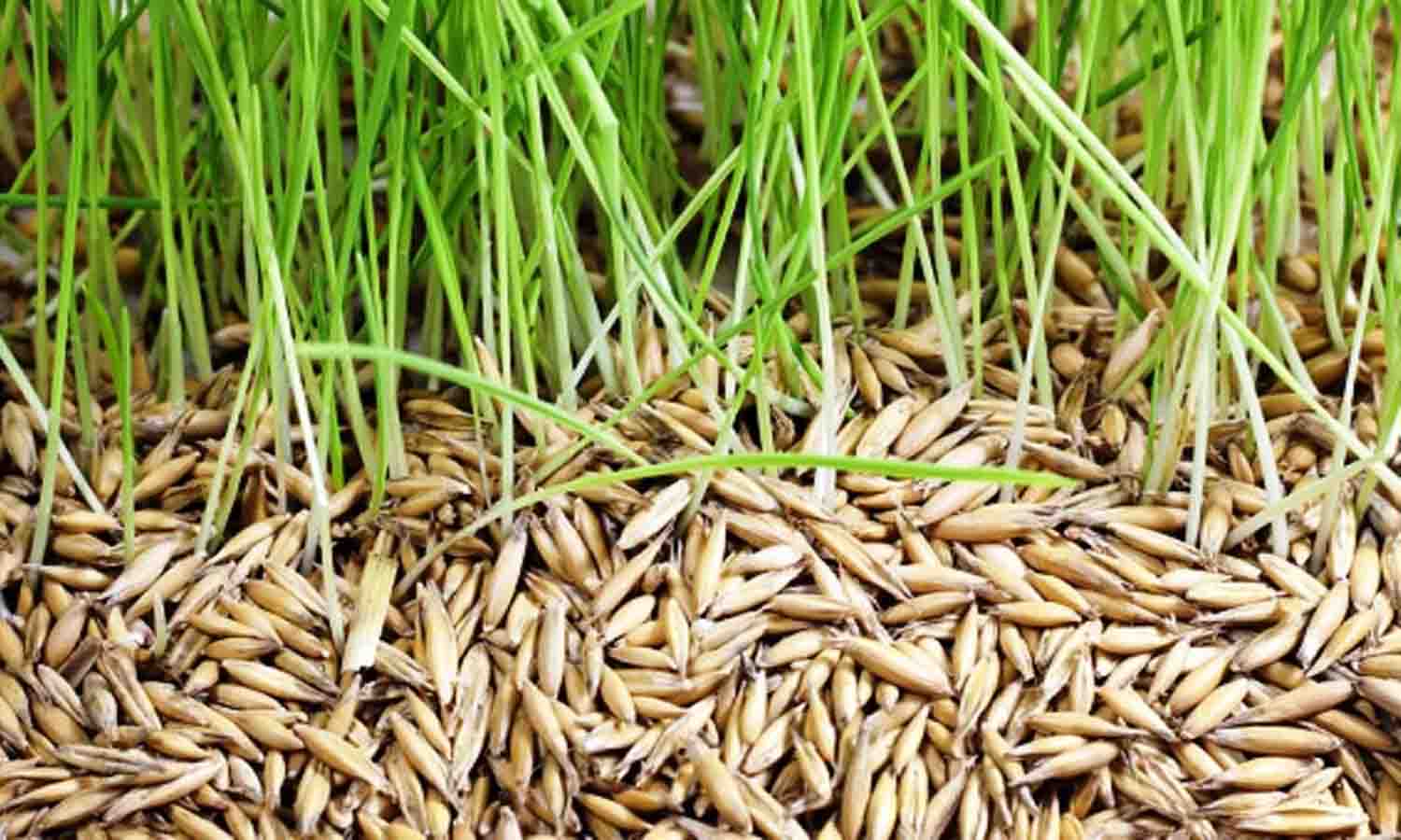 தரமான நெல் விதைகளை உற்பத்தி செய்ய வேண்டும் - உற்பத்தியாளர்களுக்கு அதிகாரி அறிவுறுத்தல்