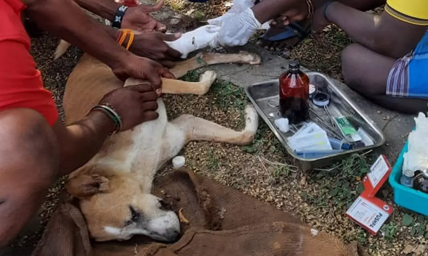 காயம்பட்ட நாய்க்கு சிகிச்சை காயம்பட்ட நாய்க்கு சிகிச்சை