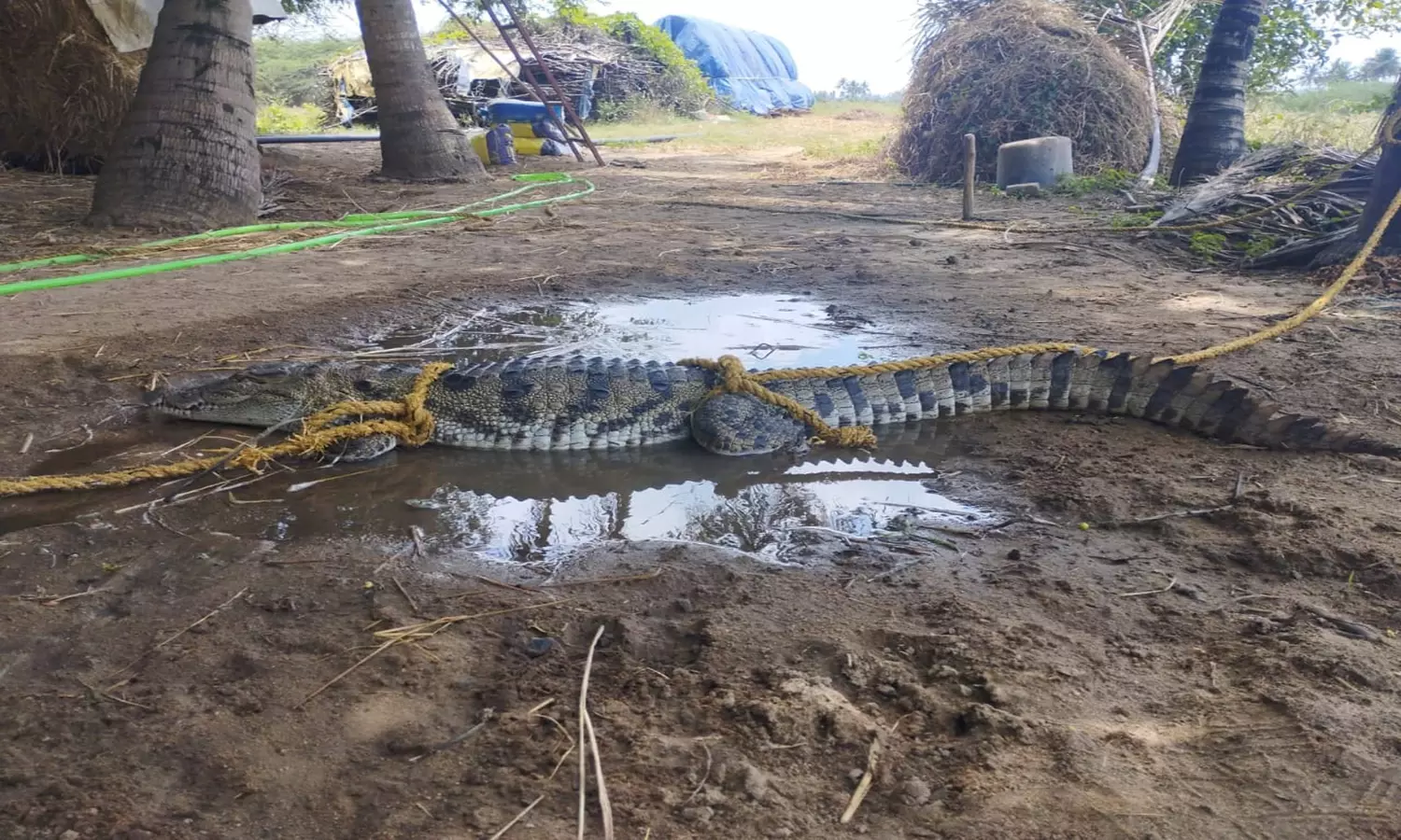 குருவாடி கிராம குளத்தில் முதலை