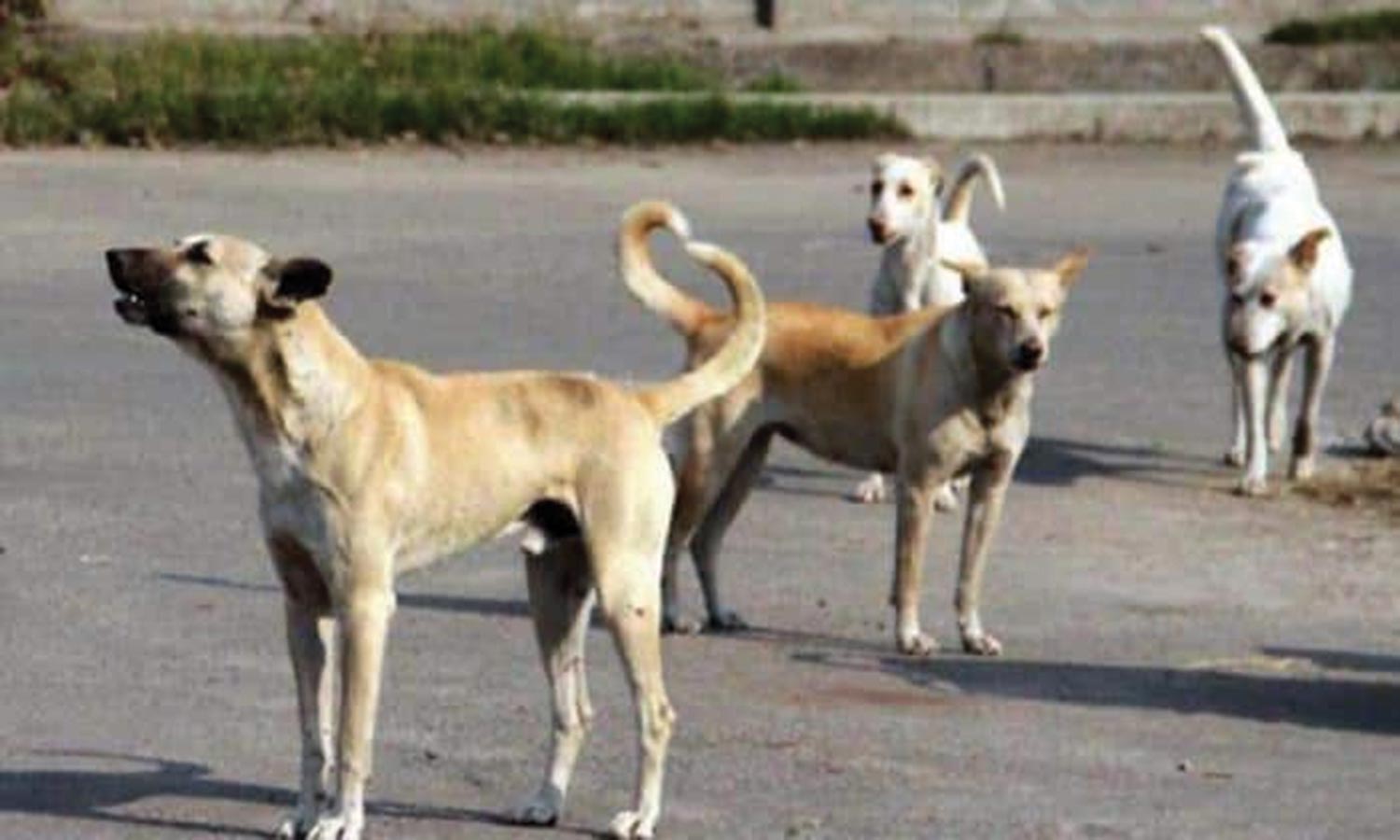 சென்னையில் நாய்க்கடியால் சிகிச்சைக்கு வருபவர்கள் எண்ணிக்கை அதிகரிப்பு |  Increase in the number of people coming for dog bite treatment in Chennai