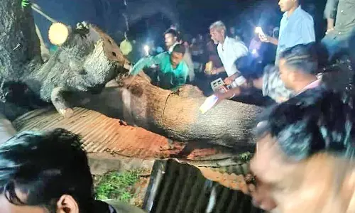 பலத்த மழையால் பழமையான வேப்ப மரம் முறிந்து விழுந்து 7 பக்தர்கள் பலி- 40 பேர் படுகாயம்