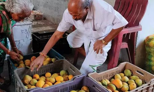 சேலம் மார்க்கெட்டுகளுக்கு செந்தூரா மாம்பழங்கள் வரத்து அதிகரிப்பு