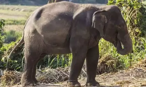 வனத்துறையினருக்கு போக்கு காட்டி வரும் கருப்பன் யானை- 7 முறை மயக்க ஊசி செலுத்தியும் தப்பியது