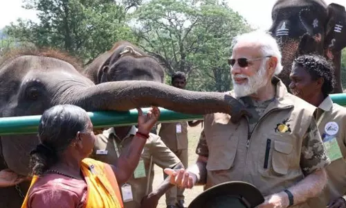 பிரதமர் வருகைக்கு பின் தெப்பக்காடு யானைகள் முகாமில் குவியும் சுற்றுலா பயணிகள்
