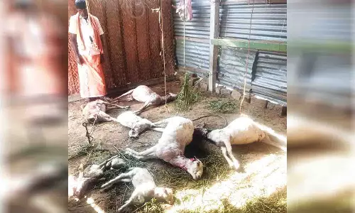 முத்தூர் அருகே மர்மவிலங்கு கடித்து 10 ஆடுகள் உயிரிழப்பு