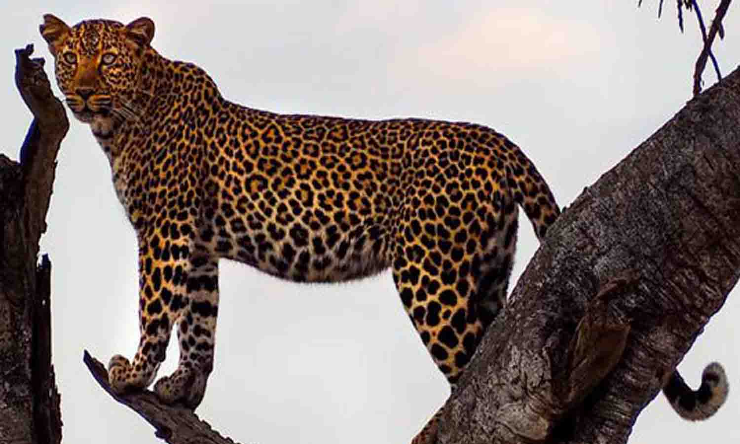 ஊதியூர் வனப்பகுதியில் பதுங்கிய சிறுத்தை எங்கே? குழப்பத்தில் தவிக்கும் வனத்துறையினர் - பொதுமக்கள்