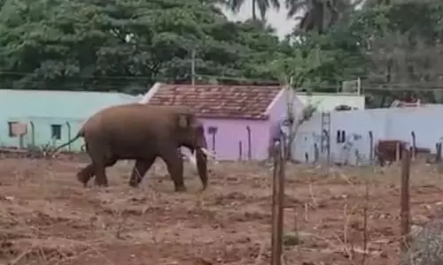 மேட்டுப்பாளையம் அருகே பட்டப்பகலில் ஊருக்குள் புகுந்து மிரட்டும் பாகுபலி யானை