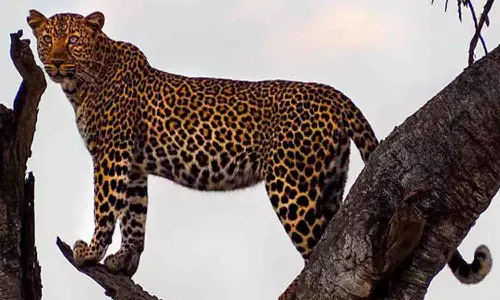 ஊதியூர் வனப்பகுதியில் பதுங்கிய சிறுத்தை எங்கே? குழப்பத்தில் தவிக்கும் வனத்துறையினர் - பொதுமக்கள்