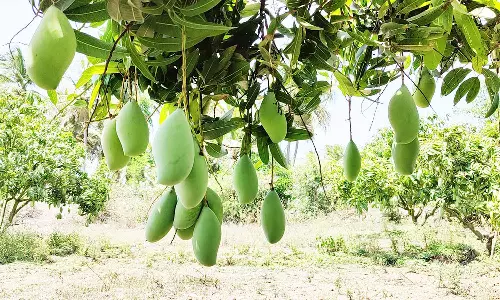 மாங்காய் விளைச்சல் அதிகரிப்பால் விவசாயிகள் மகிழ்ச்சி