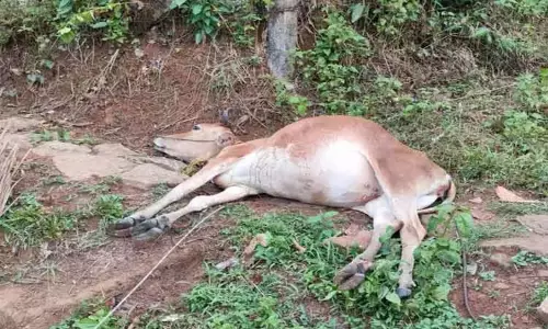 எருமாடு அருகே மின்சாரம் தாக்கி பசுமாடு பலி