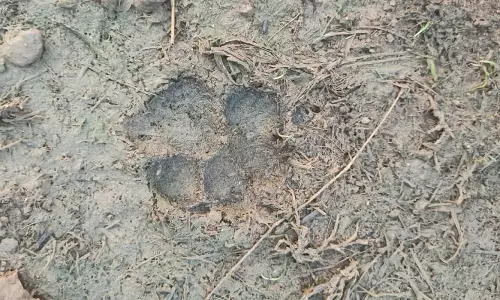 விவசாய தோட்டத்தில் சிறுத்தை கால் தடம் பதிவு