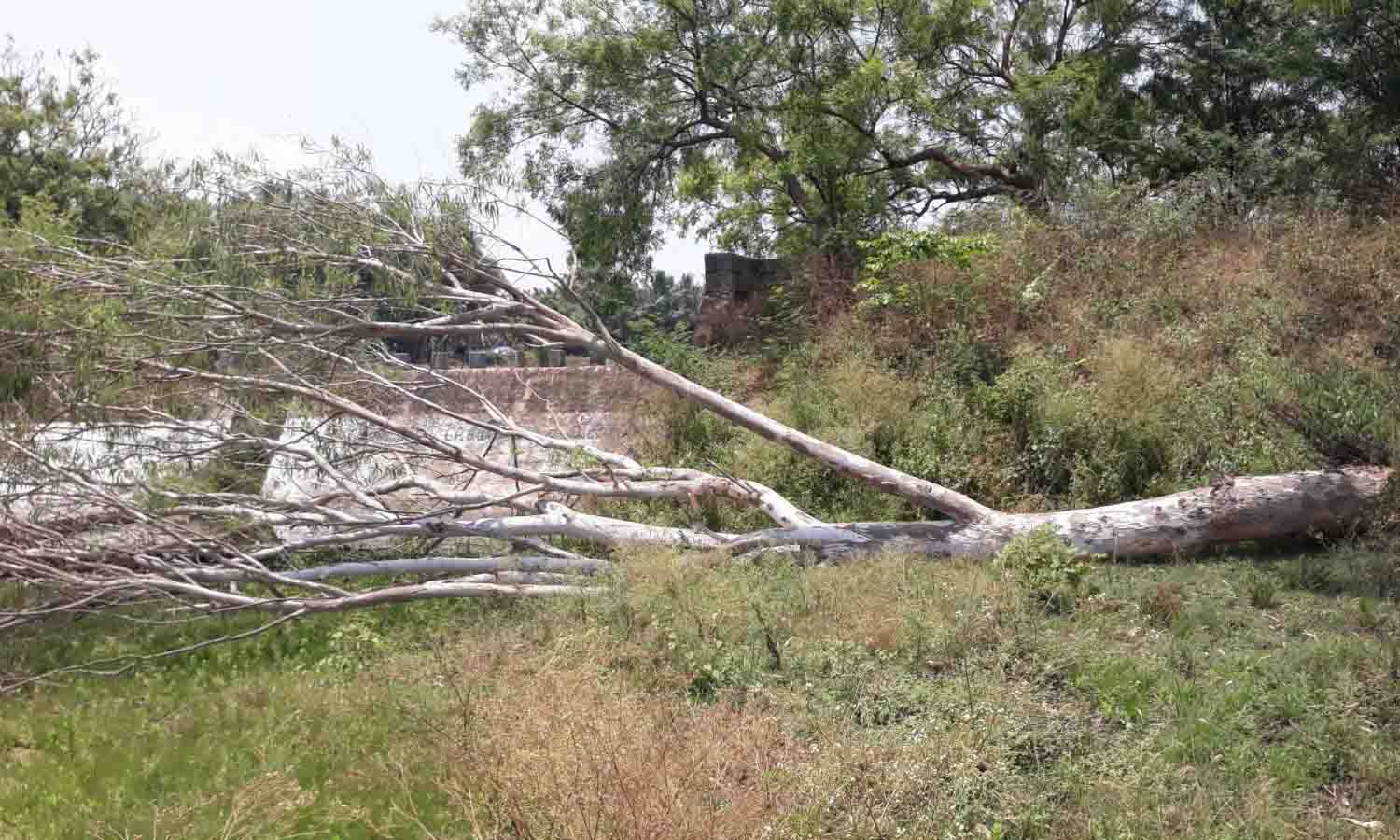 சாய்ந்த மரத்தை அகற்ற கோரிக்கை