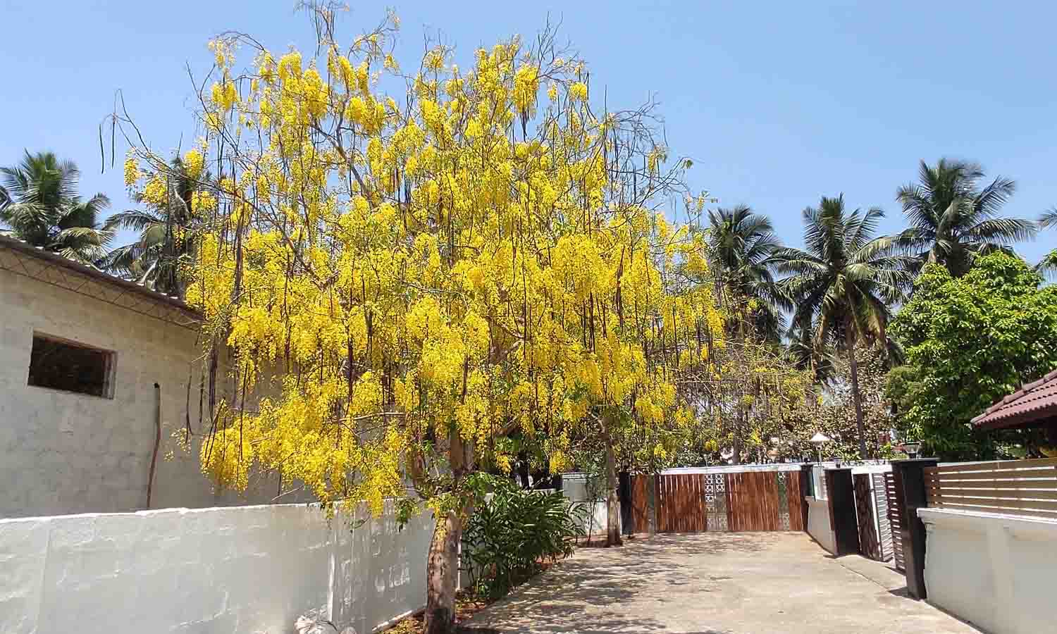 உடுமலையில் பூத்துக்குலுங்கும் சரக்கொன்றை மலர்கள்