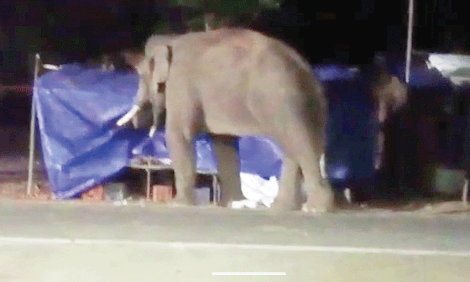 பழனி: பெட்டிக்கடைக்குள் புகுந்த ஒற்றை யானையால் பரபரப்பு பழனி: பெட்டிக்கடைக்குள் புகுந்த ஒற்றை யானையால் பரபரப்பு