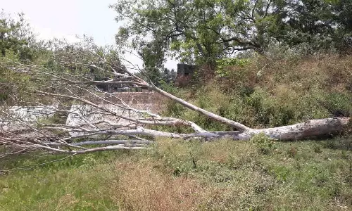 சாய்ந்த மரத்தை அகற்ற கோரிக்கை