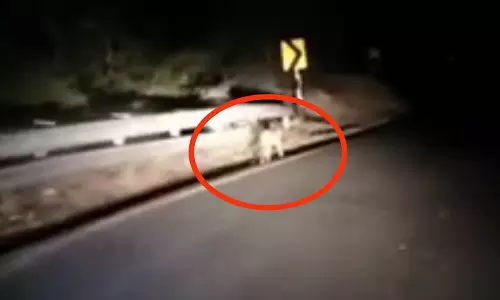 சாலையில் உலா வந்த சிறுத்தை