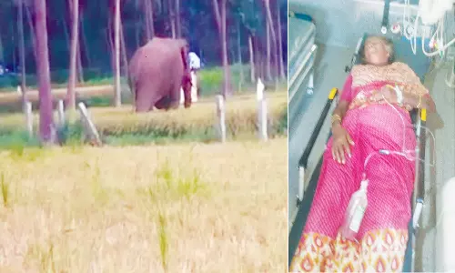 கிராமத்தில் புகுந்து வயல், வாழை தோட்டத்தை நாசம் செய்த ஒற்றை யானை