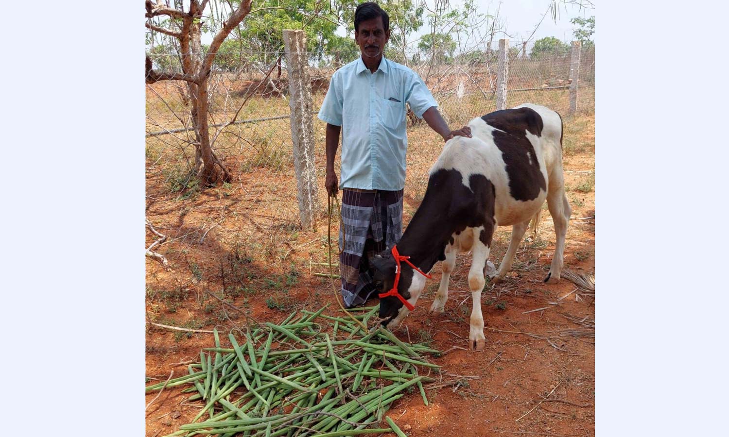 விலை கடும் சரிவால் கால்நடைகளுக்கு உணவாகும் முருங்கை காய்கள்- விவசாயிகள் வேதனை
